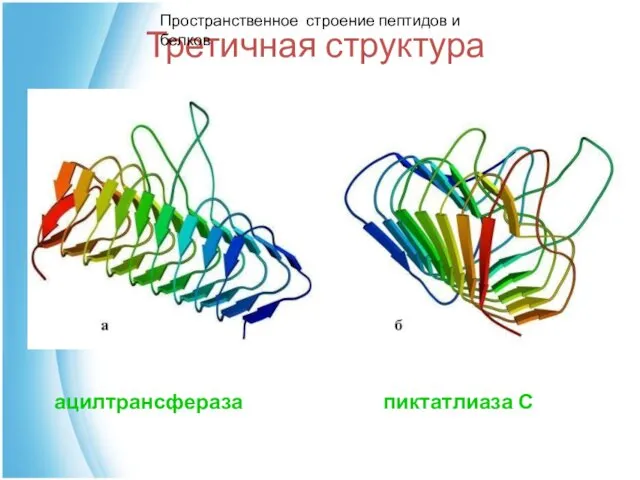 Третичная структура ацилтрансфераза пиктатлиаза С Пространственное строение пептидов и белков