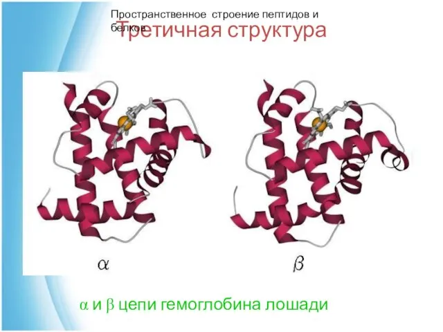 Третичная структура α и β цепи гемоглобина лошади Пространственное строение пептидов и белков