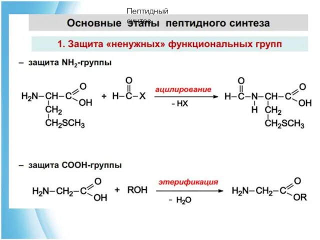 Пептидный синтез