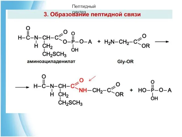 Пептидный синтез