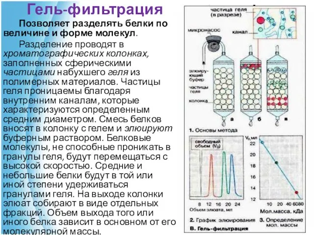 Гель-фильтрация Позволяет разделять белки по величине и форме молекул. Разделение проводят