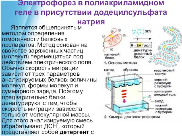 Электрофорез в полиакриламидном геле в присутствии додецилсульфата натрия Является общепринятым методом