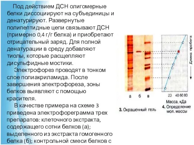 Под действием ДСН олигомерные белки диссоциируют на субъединицы и денатурируют. Развернутые