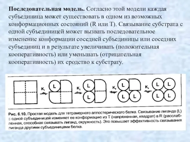 Последовательная модель. Согласно этой модели каждая субъединица может существовать в одном