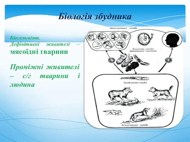 Біологія збудника Біогельмінт. Дефінітивні живителі – мясоїдні тварини Проміжні живителі – с/г тварини і людина