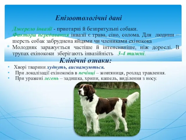 Епізоотологічні дані Джерело інвазії - приотарні й безпритульні собаки. Фактори передавання