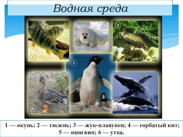 1 — окунь; 2 — тюлень; 3 — жук-плавунец; 4 —