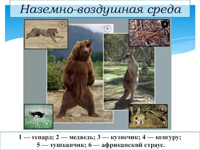 Наземно-воздушная среда 1 — гепард; 2 — медведь; 3 — кузнечик;