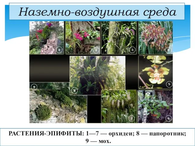 Наземно-воздушная среда РАСТЕНИЯ-ЭПИФИТЫ: 1—7 — орхидеи; 8 — папоротник; 9 — мох.