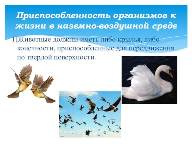 1)Животные должны иметь либо крылья, либо конечности, приспособленные для передвижения по