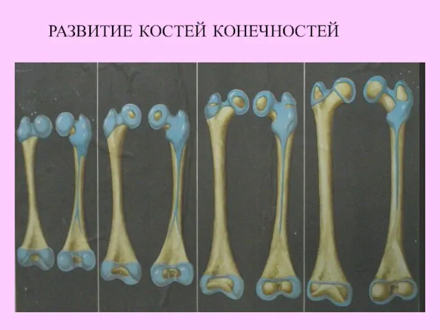 РАЗВИТИЕ КОСТЕЙ КОНЕЧНОСТЕЙ