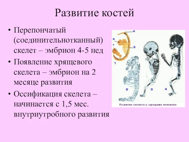 Развитие костей Перепончатый (соединительнотканный) скелет – эмбрион 4-5 нед Появление хрящевого