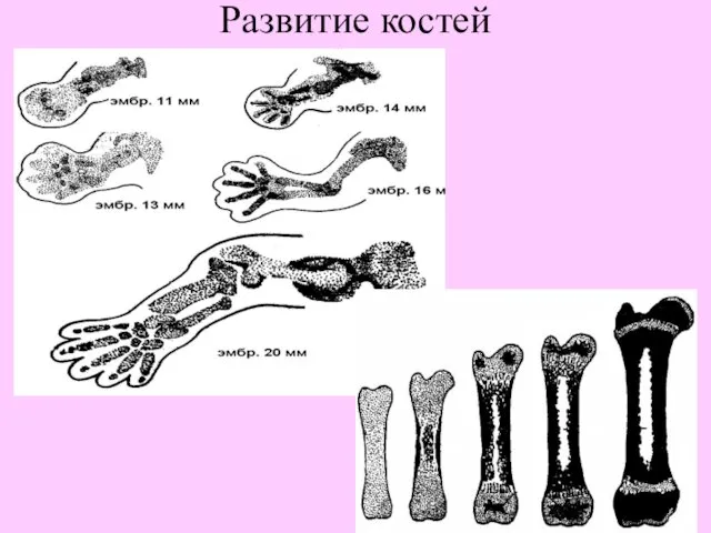 Развитие костей