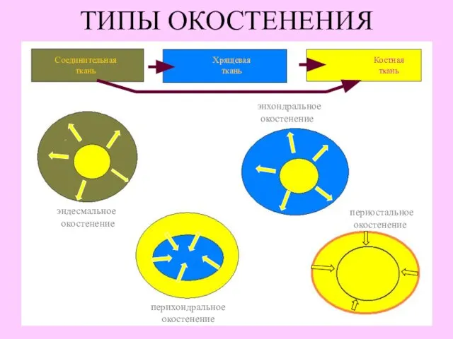 ТИПЫ ОКОСТЕНЕНИЯ