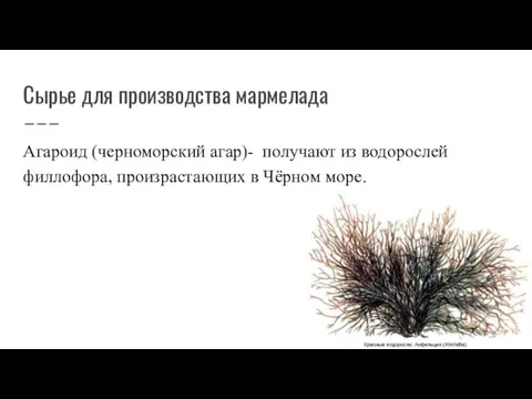 Сырье для производства мармелада Агароид (черноморский агар)- получают из водорослей филлофора, произрастающих в Чёрном море.