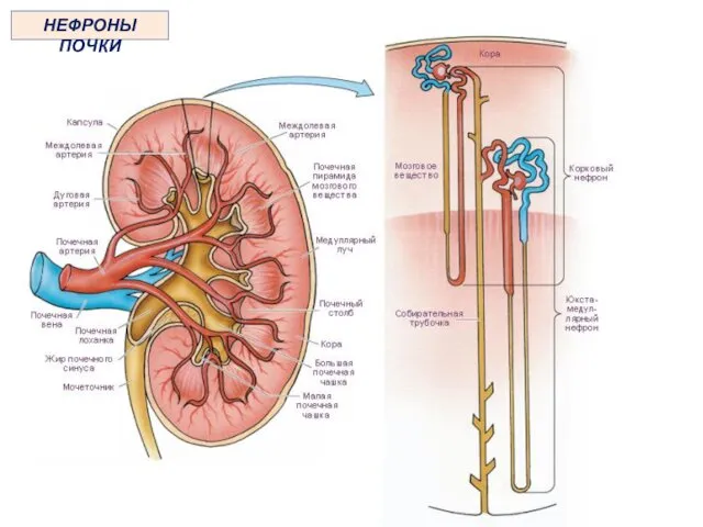 НЕФРОНЫ ПОЧКИ
