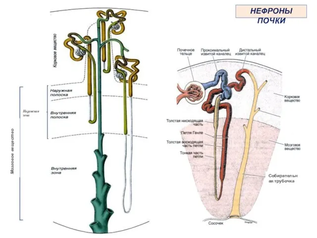 НЕФРОНЫ ПОЧКИ