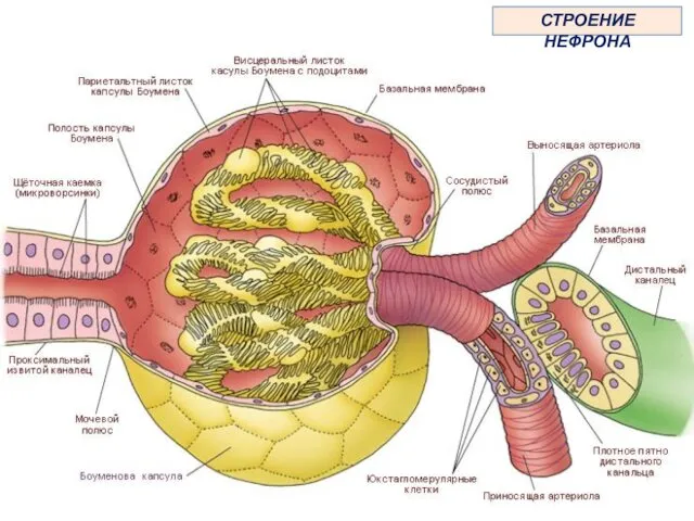 СТРОЕНИЕ НЕФРОНА
