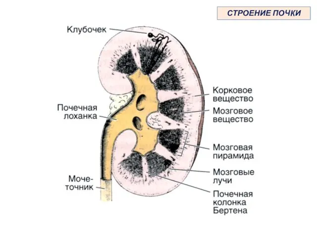 СТРОЕНИЕ ПОЧКИ