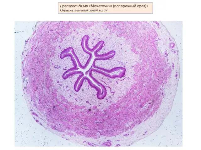 Препарат №148 «Мочеточник (поперечный срез)» Окраска: гематоксилин-эозин