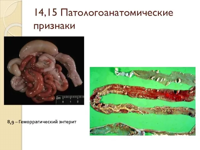 14,15 Патологоанатомические признаки 8,9 – Геморрагический энтерит