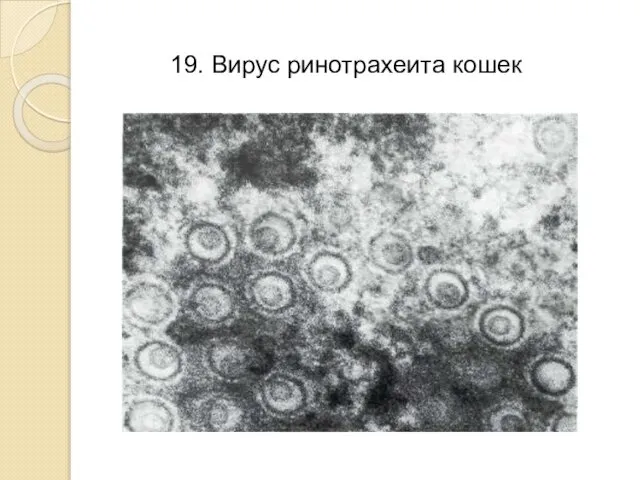 19. Вирус ринотрахеита кошек