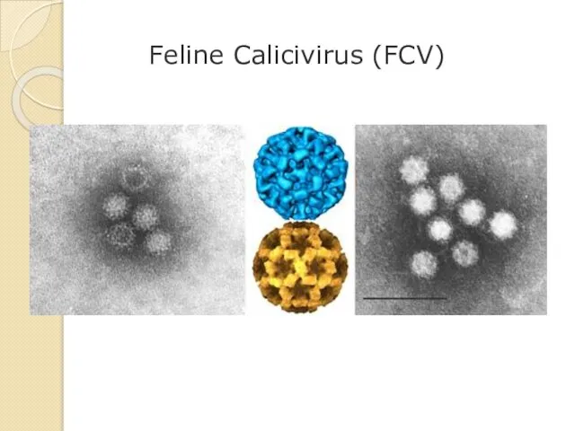 Feline Calicivirus (FCV)