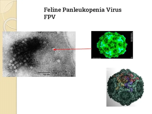 Feline Panleukopenia Virus FPV