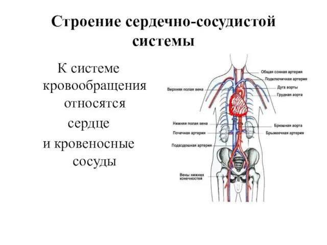 Строение сердечно-сосудистой системы К системе кровообращения относятся сердце и кровеносные сосуды