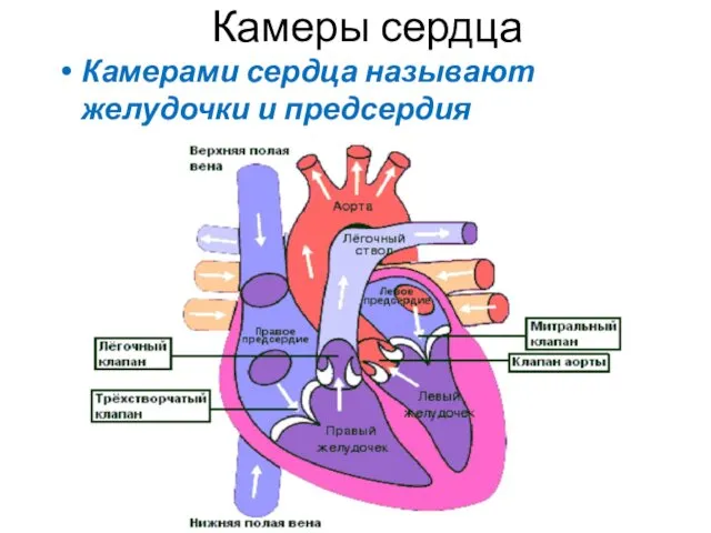 Камеры сердца Камерами сердца называют желудочки и предсердия