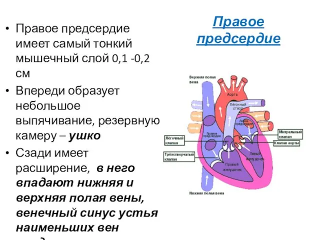 Правое предсердие Правое предсердие имеет самый тонкий мышечный слой 0,1 -0,2