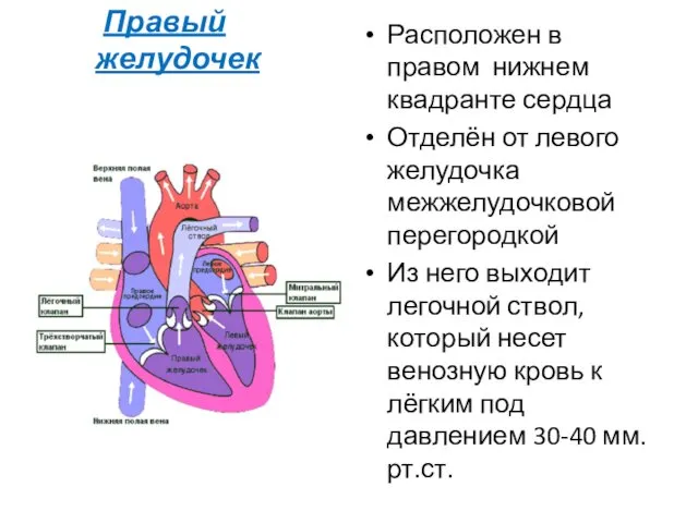 Правый желудочек Расположен в правом нижнем квадранте сердца Отделён от левого