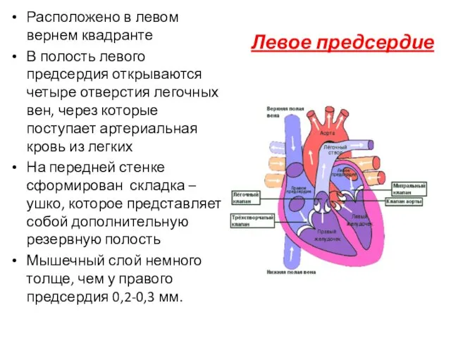 Левое предсердие Расположено в левом вернем квадранте В полость левого предсердия