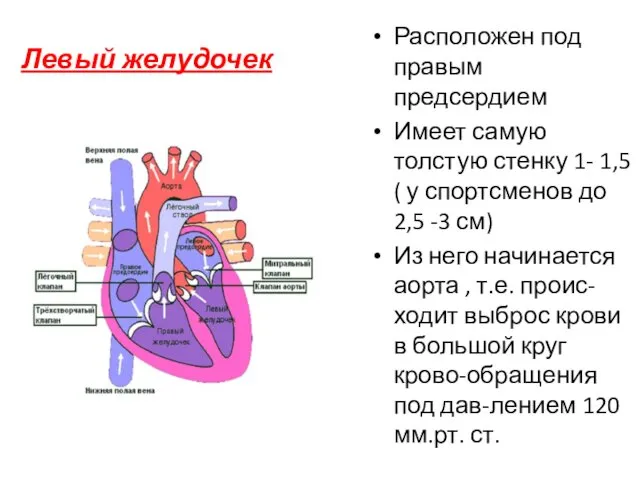 Левый желудочек Расположен под правым предсердием Имеет самую толстую стенку 1-