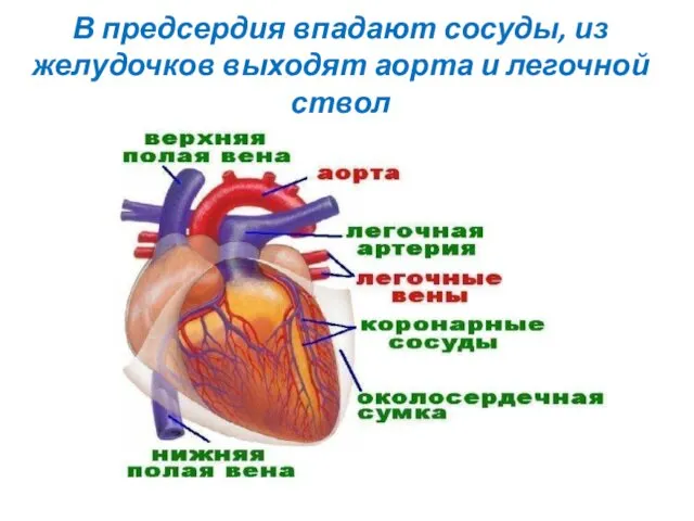 В предсердия впадают сосуды, из желудочков выходят аорта и легочной ствол