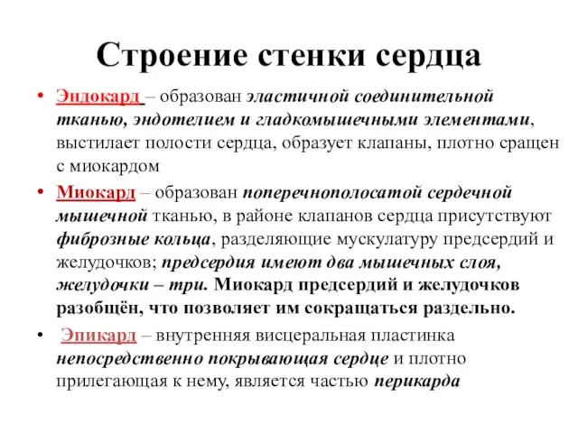 Строение стенки сердца Эндокард – образован эластичной соединительной тканью, эндотелием и