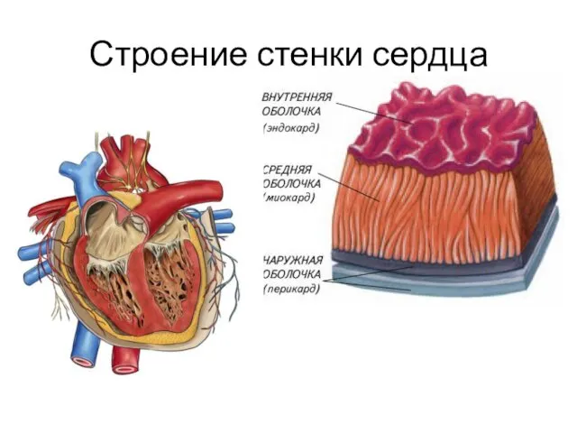 Строение стенки сердца