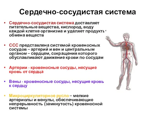 Сердечно-сосудистая система Сердечно-сосудистая система доставляет питательные вещества, кислород, воду каждой клетке