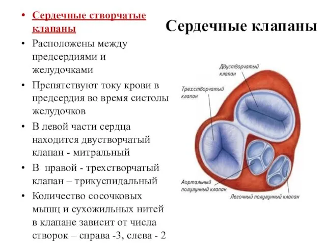 Сердечные клапаны Сердечные створчатые клапаны Расположены между предсердиями и желудочками Препятствуют