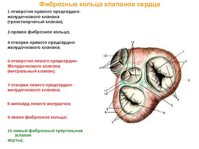 Фиброзные кольца клапанов сердца 1-отверстие правого предсердно- желудочкового клапана (трехстворчатый клапан);