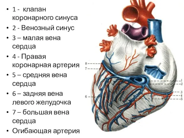 1 - клапан коронарного синуса 2 - Венозный синус 3 –