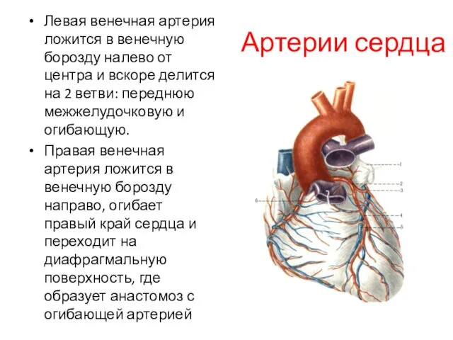 Артерии сердца Левая венечная артерия ложится в венечную борозду налево от