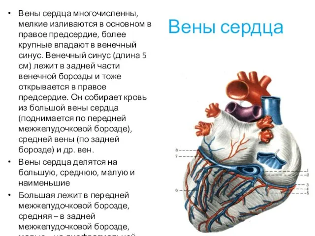 Вены сердца Вены сердца многочисленны, мелкие изливаются в основном в правое