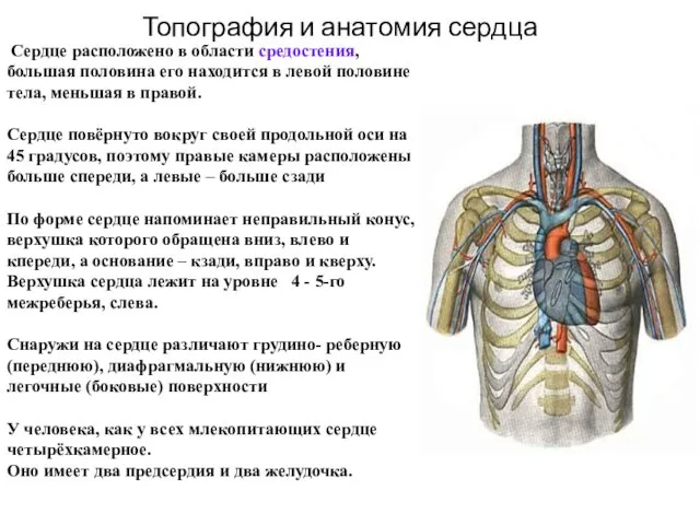 Топография и анатомия сердца Сердце расположено в области средостения, большая половина