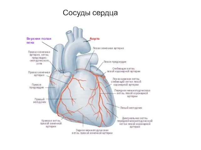 Сосуды сердца Аорта Верхняя полая вена