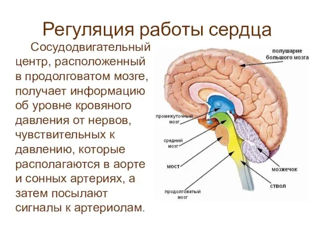 Регуляция работы сердца Сосудодвигательный центр, расположенный в продолговатом мозге, получает информацию