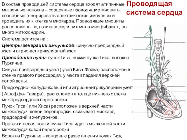 Проводящая система сердца В состав проводящей системы сердца входят атипичные мышечные