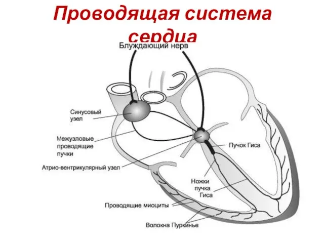 Проводящая система сердца