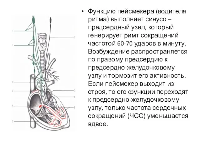 Функцию пейсмекера (водителя ритма) выполняет синусо – предсердный узел, который генерирует