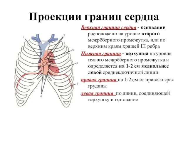 Проекции границ сердца Верхняя граница сердца - основание расположено на уровне